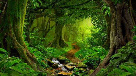 images  rainforest wallpaperall