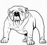 Bulldog sketch template