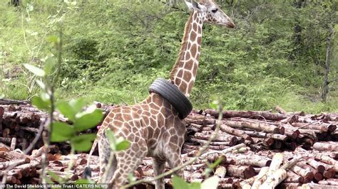 rubber necking giraffe is rescued after getting a tyre stuck around