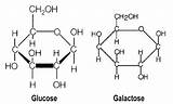 Galactose Glucose Molecules Rabb Zora Hydration Gatorade sketch template