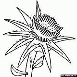 Thistle Getdrawings Scotch Drawing Coloring Pages sketch template