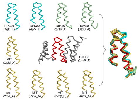 repetition helps proteins  fold protein folding biochemistry fold