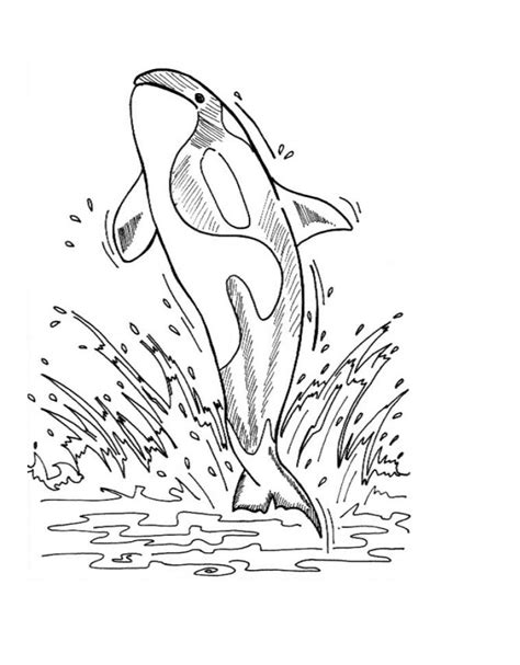 whale coloring pages animal place