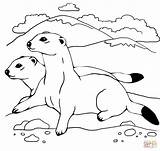 Ferrets Coloring Pages Two Weasel Ferret Printable Color Footed Online Elegant Version Click Ipad Tablets Compatible Android Divyajanani Categories Supercoloring sketch template