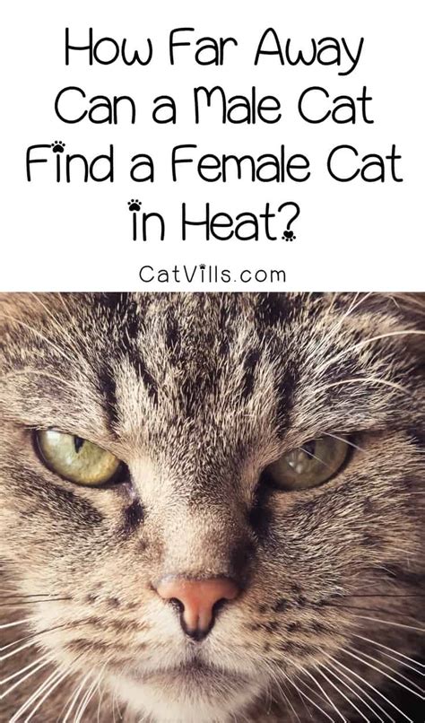 pheromone facts how far away can a male cat find a female