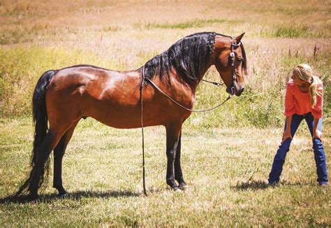 morgan horse horse illustrated magazine western life