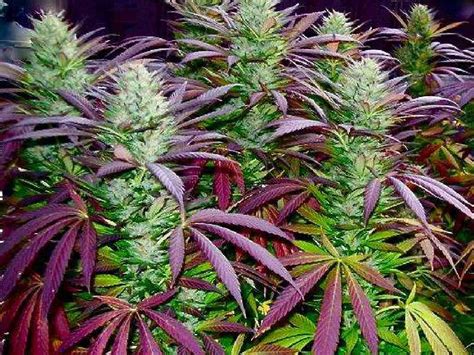 beautiful purple marijuana plant happy  rpics