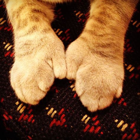 polydactyl paws polydactyl cat   cute canter paw pads kats cat pics cat lady