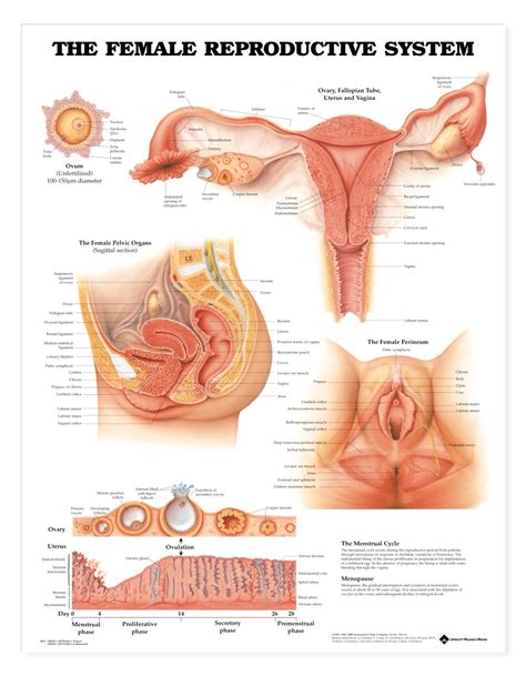 The Female Reproductive System Anatomical Chart Anatomy