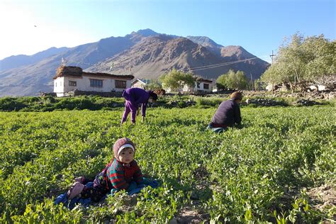 farmstay farming  ladakh mountain homestays