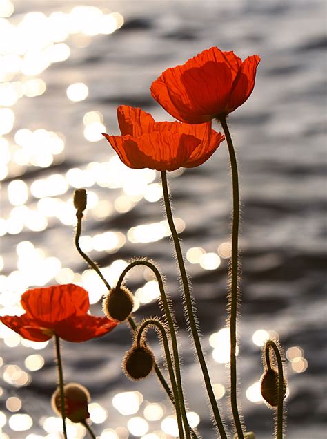 Poppies In The Sunset On Lake Geneva Coquelicots