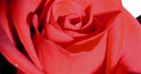 lovely rose imgur