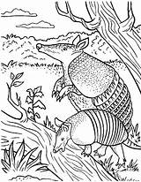 Armadillo Coloring Getcolorings Pages Animals sketch template