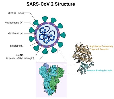 coronavirus variant    spike protein
