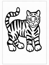 Tiger Coloring Preschool Pages Printable Kids Kindergarten Tigers Crafts Preschoolcrafts Rainforest Animals sketch template