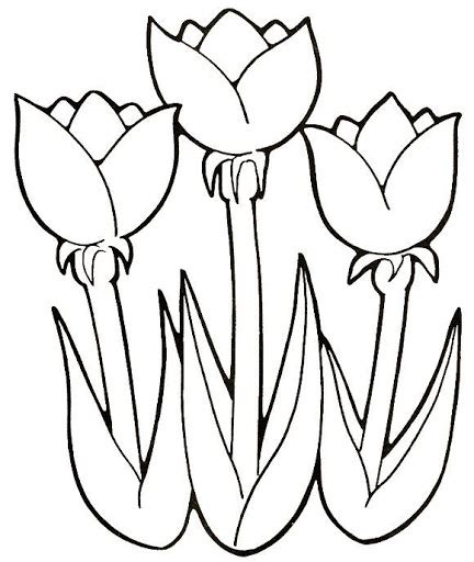 Tulipanes Para Colorear