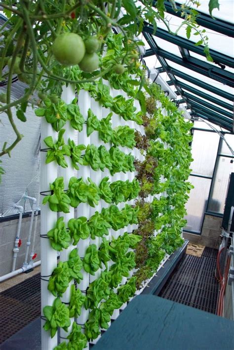 hydroponic garden ideas  beginners