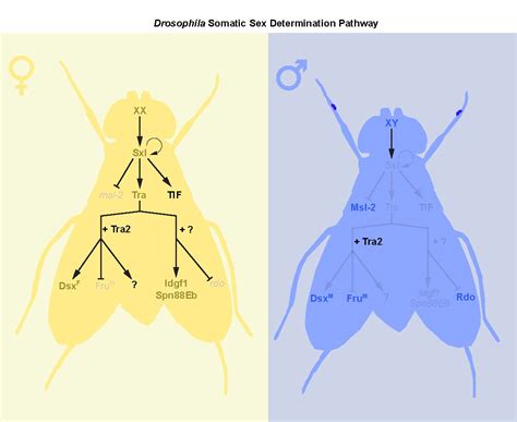new insights into sex differences in drosophila development and