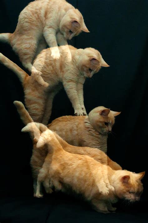 falling cat photograph  micael carlsson fine art america