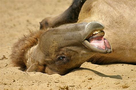 das besondere tierfoto kamel mit hitzekoller kuriose tierwelt