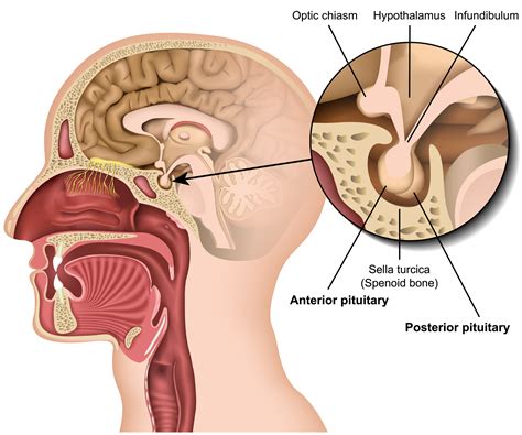 understanding pituitary disorders brain institute ohsu