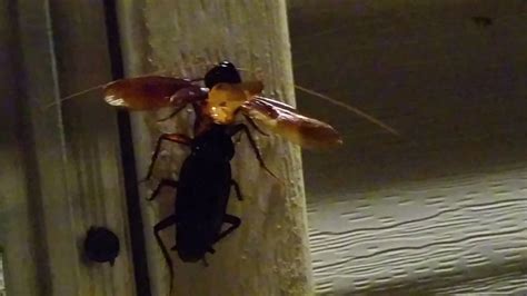 cockroaches mating youtube