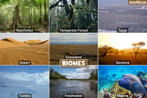 biomes    biome  types  biomes