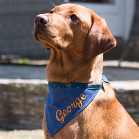 personalised neckerchief   dandy dog company notonthehighstreetcom