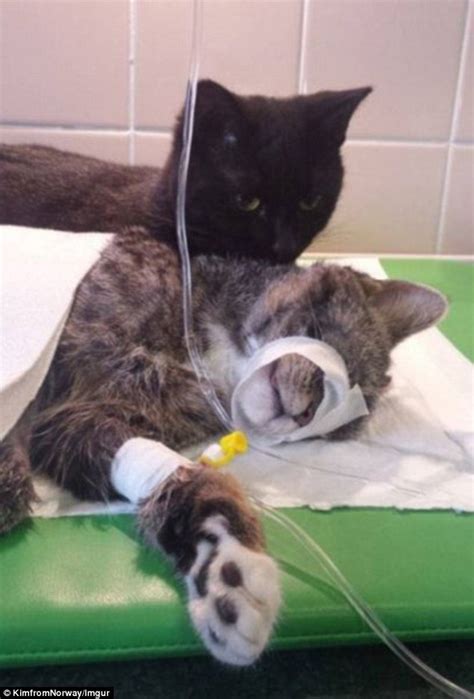 Meet The Caring Cat Nurse Who Cuddles And Comforts Abandoned Sick