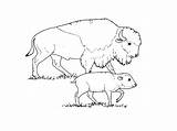 Bison Ausmalen Herd sketch template