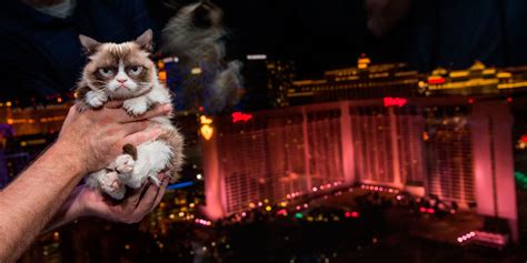 grumpy cat visits las vegas for her new book launch