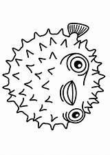 Fish Puffer Coloring Color Pages Porcupinefish Getcolorings Impressive Pufferfish Getdrawings Malvorlage Drawing Kleurplaat Print Schulbilder sketch template