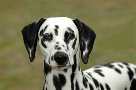 dalmatiner hund charakter ernaehrung pflege