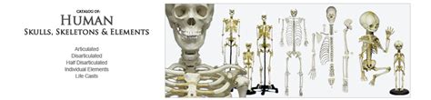 Bone Clones Inc Osteological Reproductions