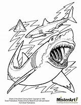 Coloring Pages Shark Albanysinsanity sketch template
