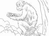Chimpanzee Schimpanse Szympans Ausmalbild Kleurplaat Kolorowanki Bestcoloringpagesforkids Monkey Supercoloring sketch template