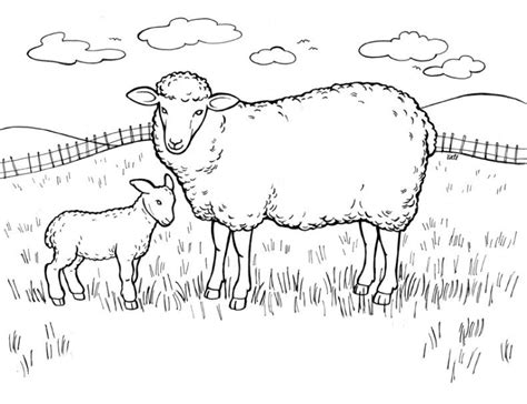 coloring pages  sheep yfgn