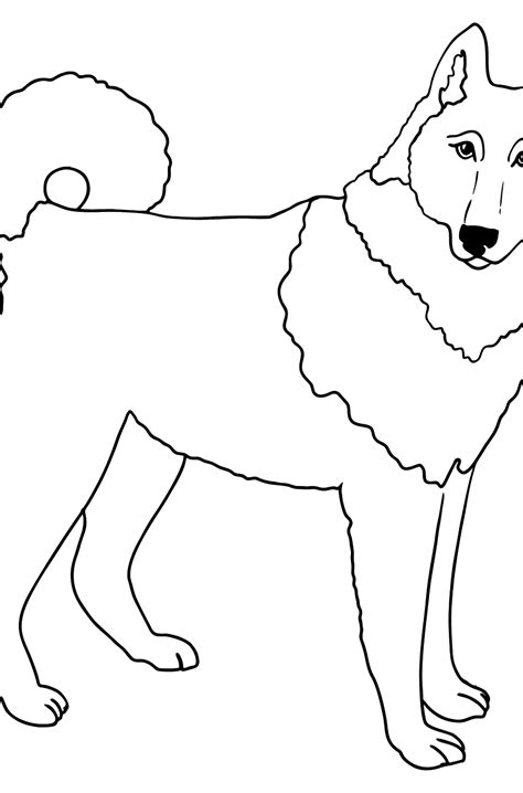 husky coloring pages premium vector coloring book   cute husky