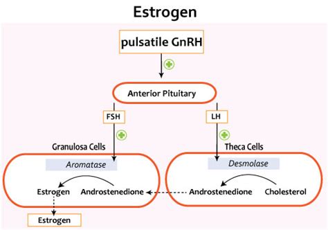 estrogen and progesterone reproductive medbullets step 1