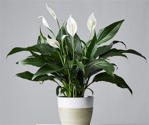 sheilamartinshp peace lily air purifying plant