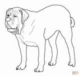 Mastiff Coloring English Pages Printable Dogs Drawing sketch template