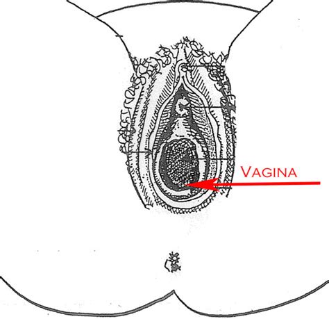 Female Reproductive System External View With Diagrams Flashcards