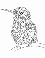 Hummingbird Kolibri Hummingbirds Everfreecoloring sketch template