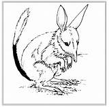 Bilby Coloring Pages Sheet Color Printable Animal Animals Designlooter Colorig 542px 77kb sketch template