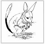 Bilby Coloring Sheet Designlooter Printable sketch template