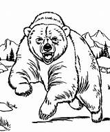 Bear Grizzly Urso Pardo Bears Malvorlagen Getcolorings Lion Colorironline Ausmalen Bär Tiger Designlooter Aggressive sketch template