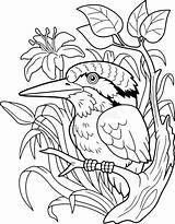Kingfisher Cute Eisvogel Vogel Oiseau Pêcheur Vektoren Contour Oiseaux Couleur Pecheur sketch template