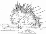 Porcupine Coloring Pages Cape Printable Porcupines Drawing Click Designlooter Supercoloring Categories Colorings Drawings 1200px 22kb 1600 sketch template