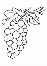 Grapes Weintrauben Uva Colorir Ausmalbild Ausmalbilder Preschoolers Malvorlagen Q2 sketch template