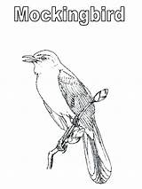 Mockingbird Coloring Pages Color Texas Kids Drawing Getcolorings Printable Tech 800px 84kb sketch template